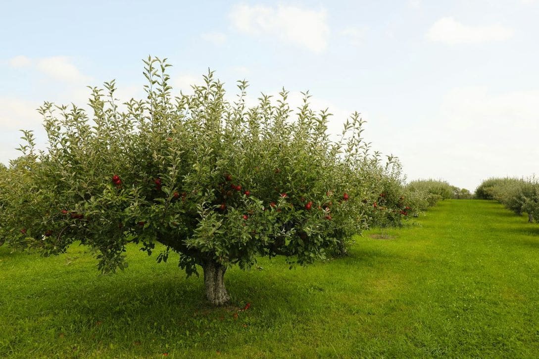 Spring Blossom Walks at Willow Vale Orchards