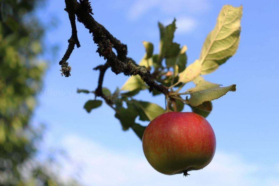 Willow Vale Orchards 13