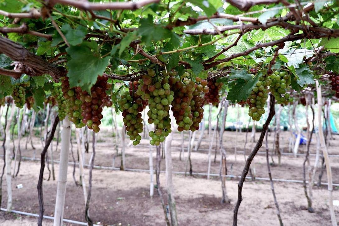 Willow Vale Orchards 5