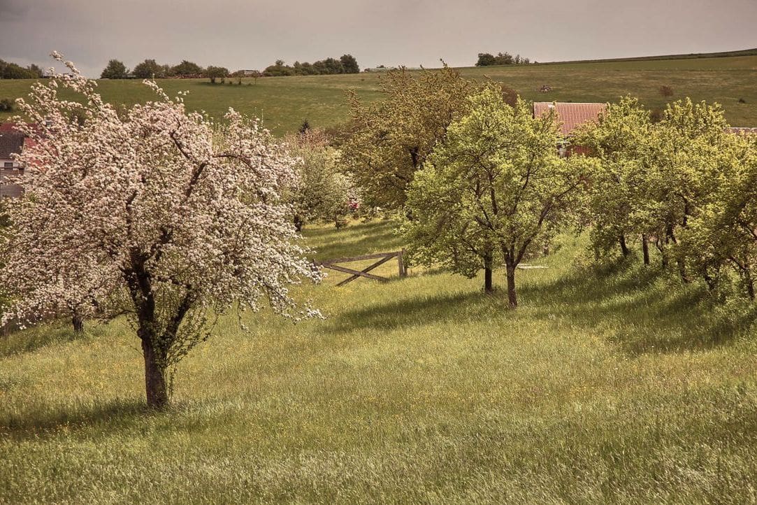 Set the seasonal orchard plan