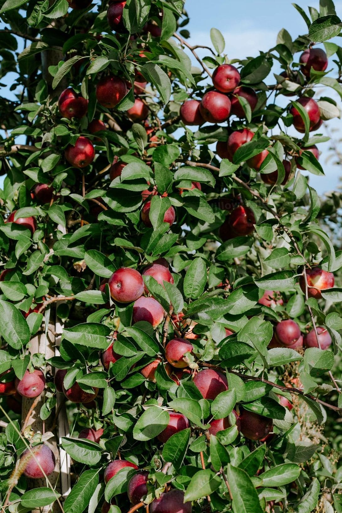 Carry out orchard care tasks